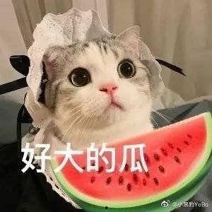 笨笨吃瓜网红,揭秘网络红人的幕后生活